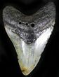 Bargain Megalodon Tooth - North Carolina #22936-1
